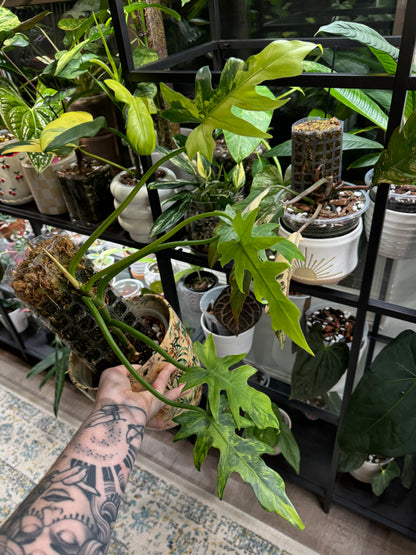 Philodendron Radiatum Variegated