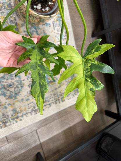 Philodendron Radiatum Variegated