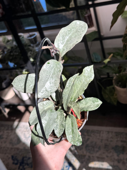 Hoya Carnosa 'Nova Ghost' (B)