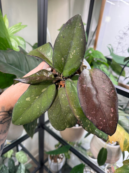 Hoya Patcharawalai 077 (B)