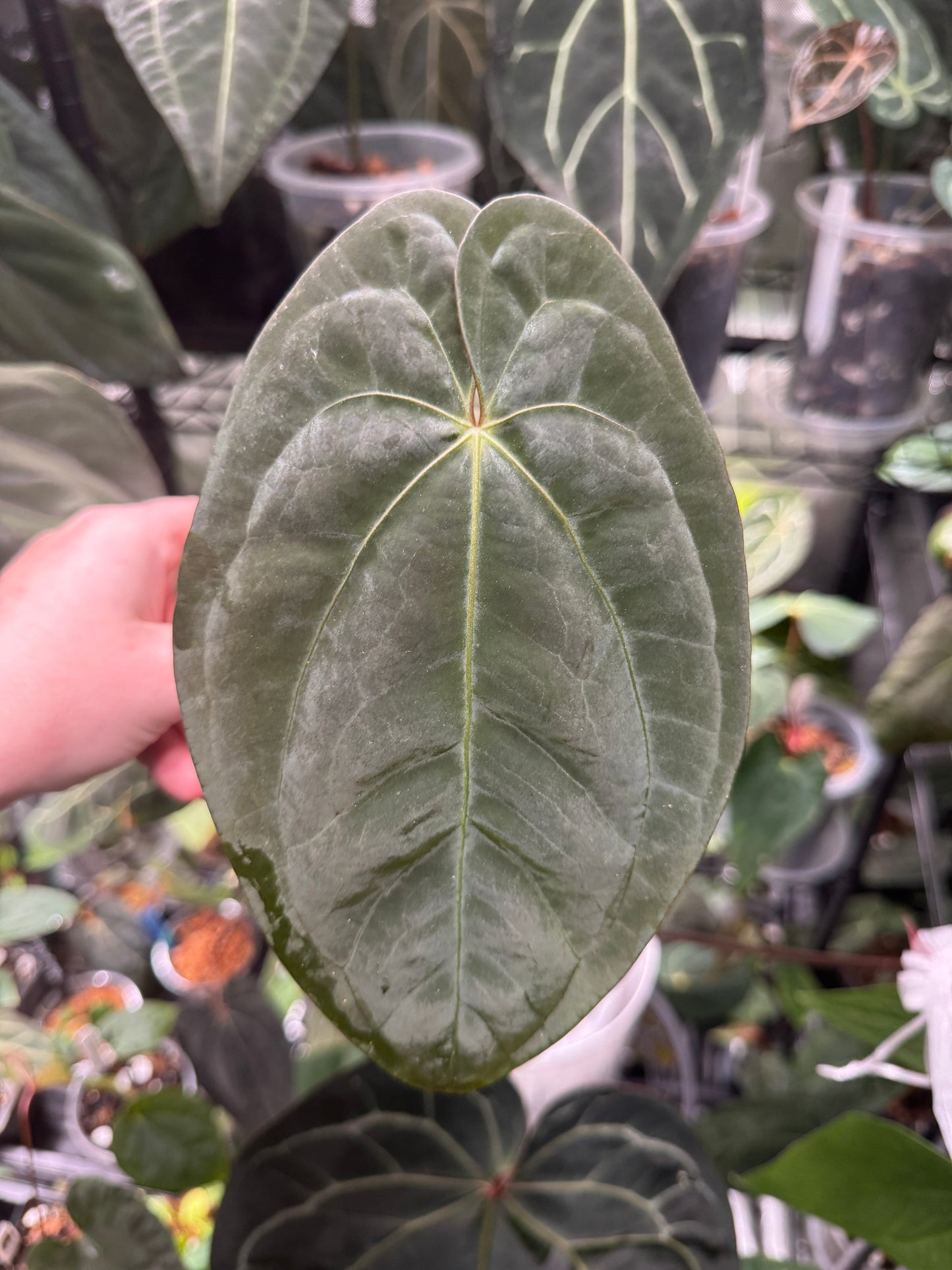 Anthurium 'Bloody Night' x 'Dark Phoenix (DP)'