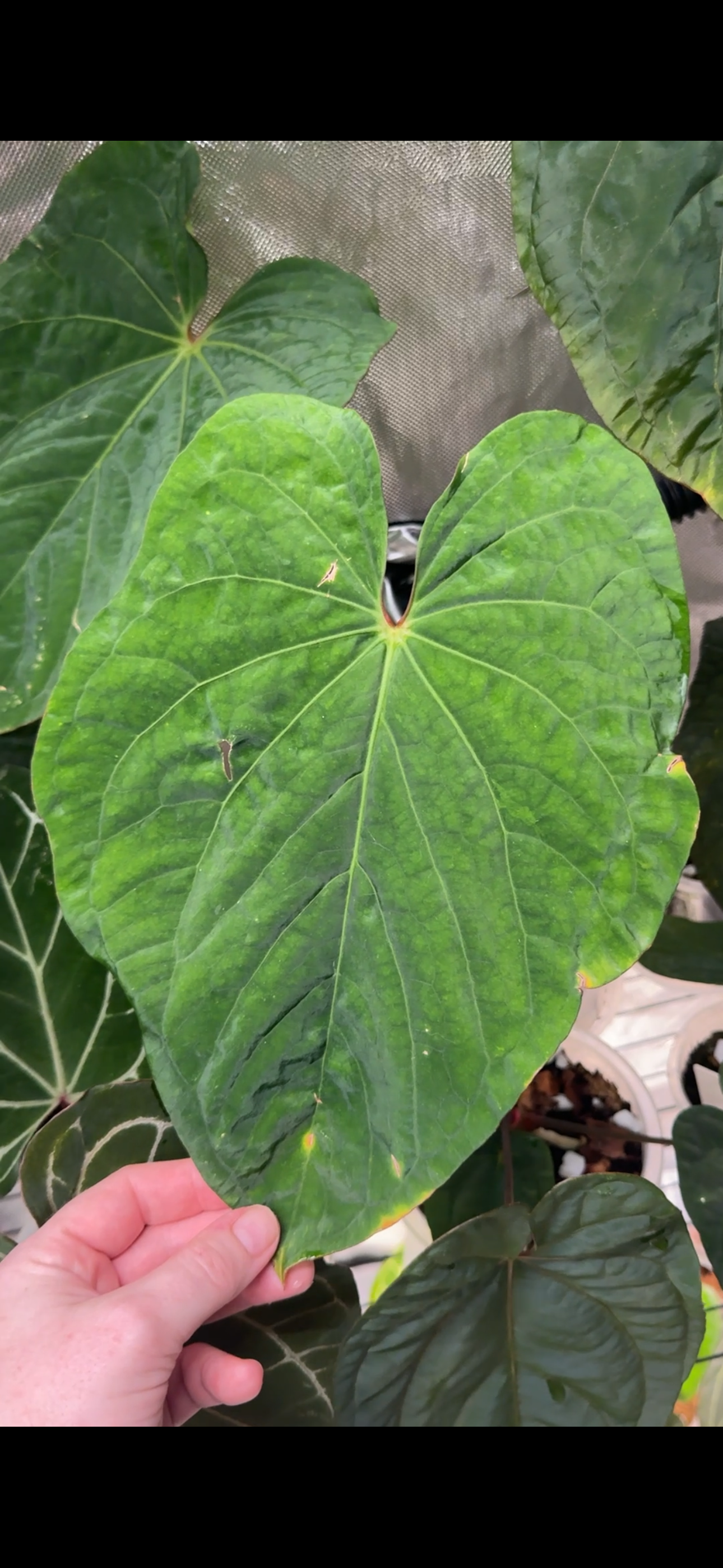 Anthurium Kunayalense x 'RVDP'