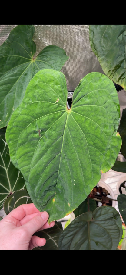 Anthurium Kunayalense x 'RVDP'