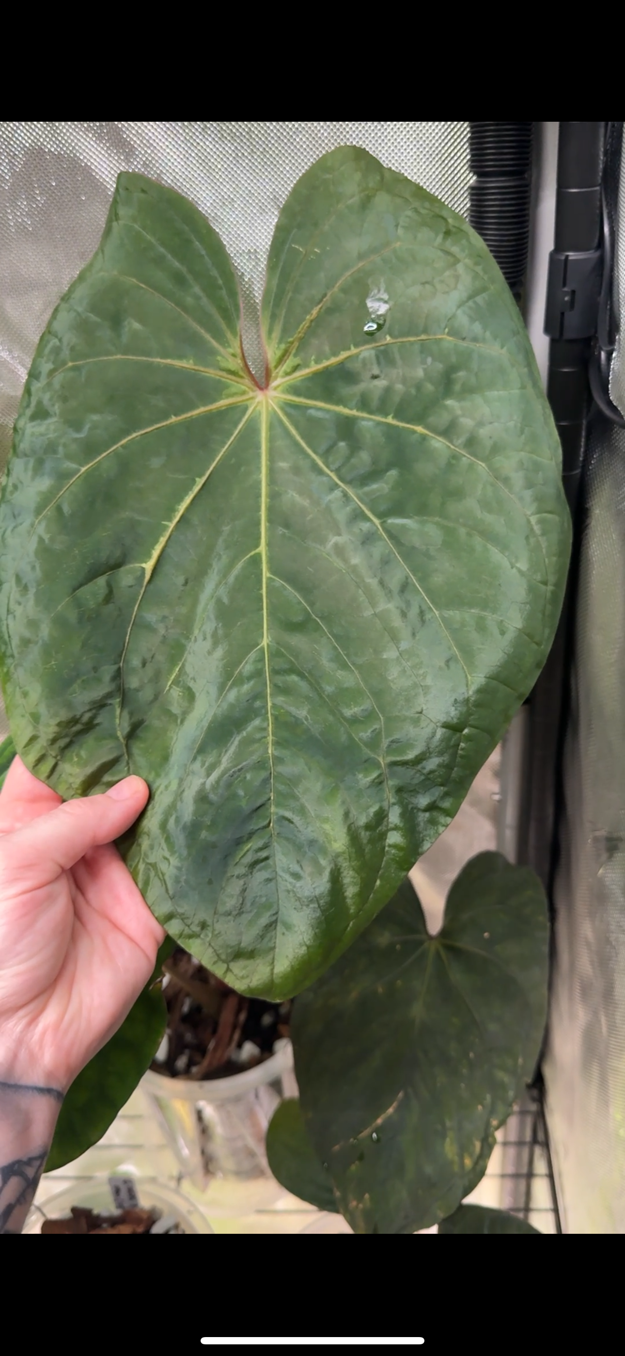 Anthurium Kunayalense x 'RVDP'