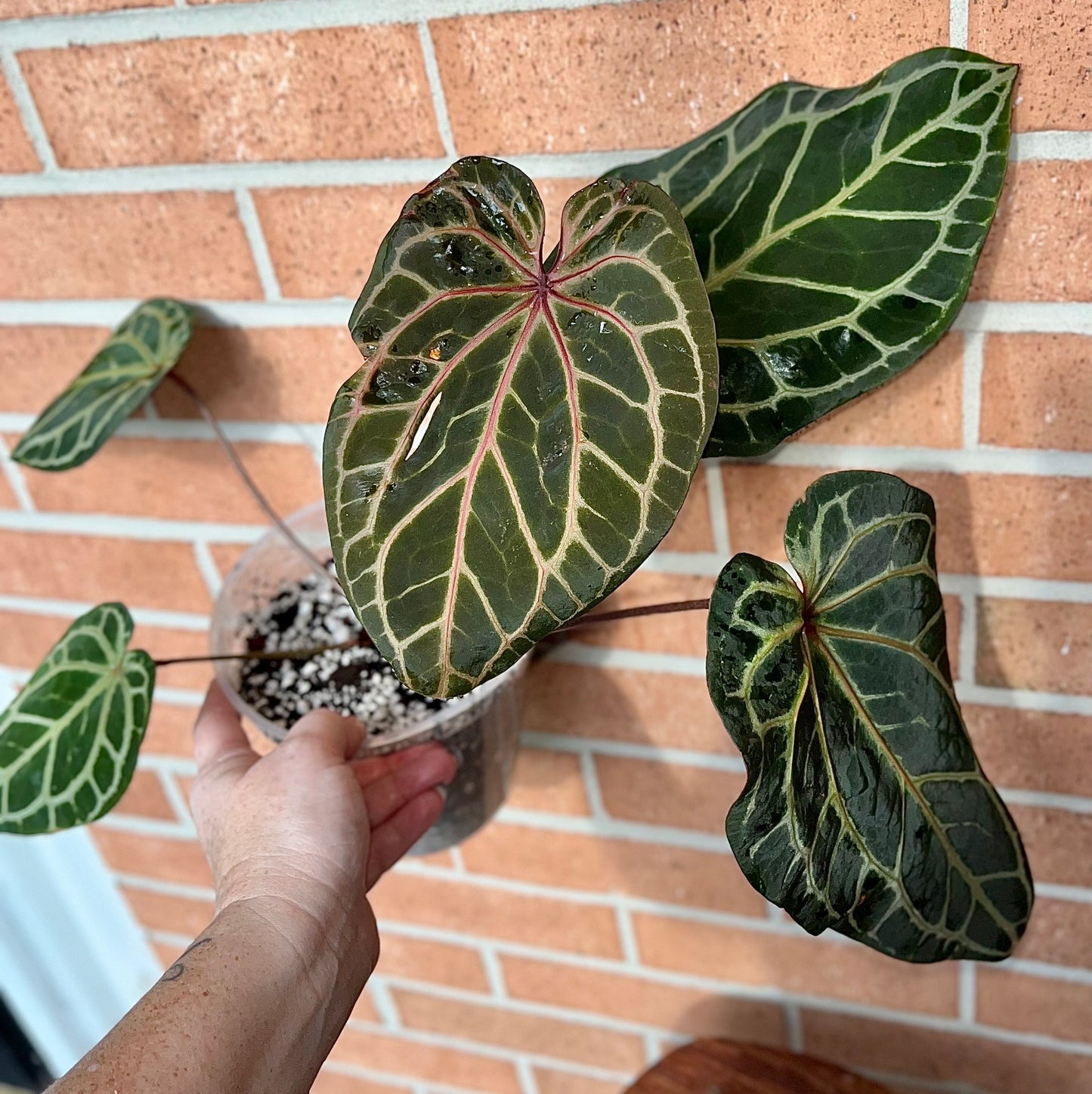 Anthurium 'Zara #33' x 'Home Sweet Home' (Doc Block Hybrid)