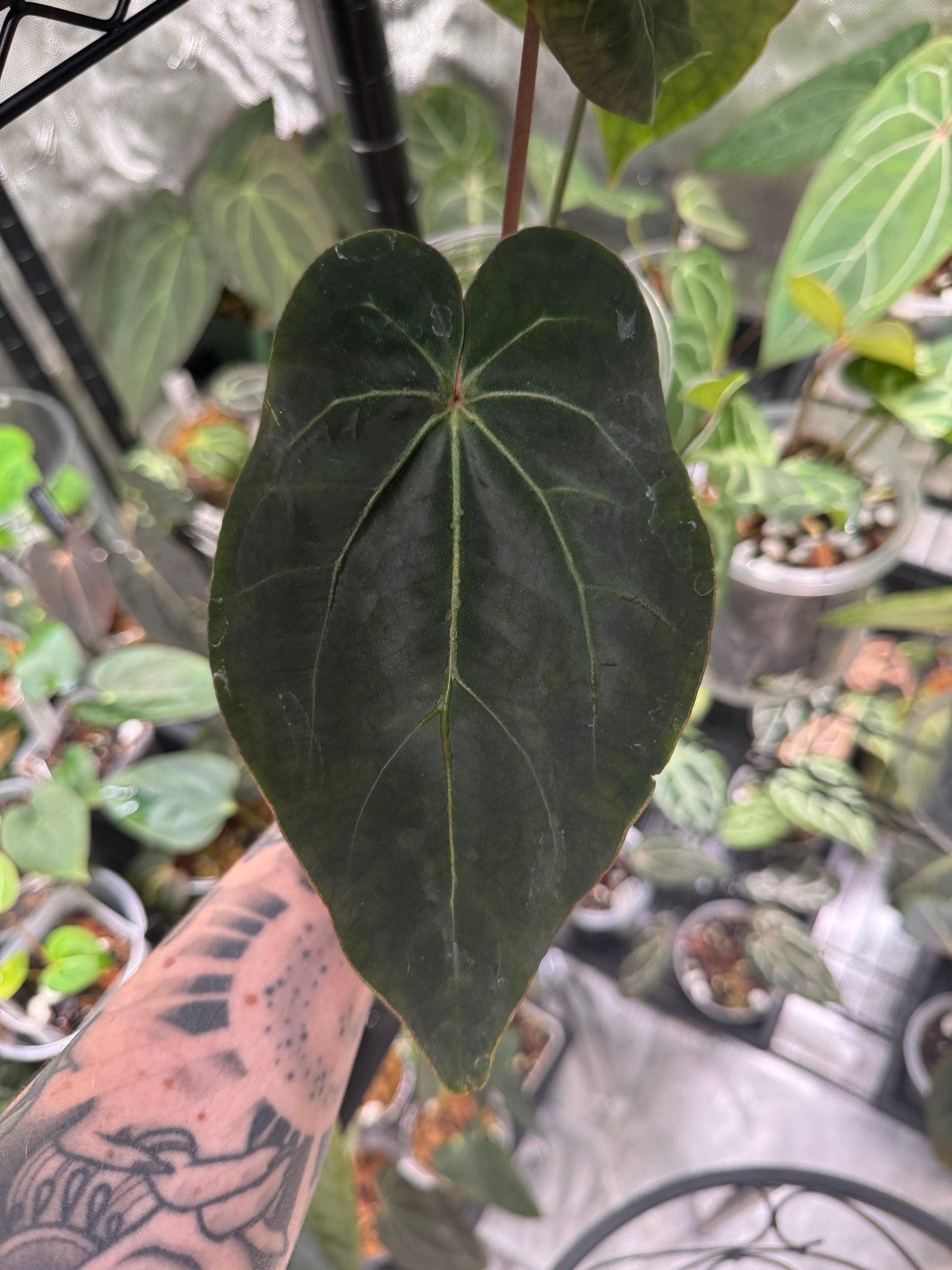 Anthurium 'AOS Hybrid' x ('AOS' x Besseae AFF)
