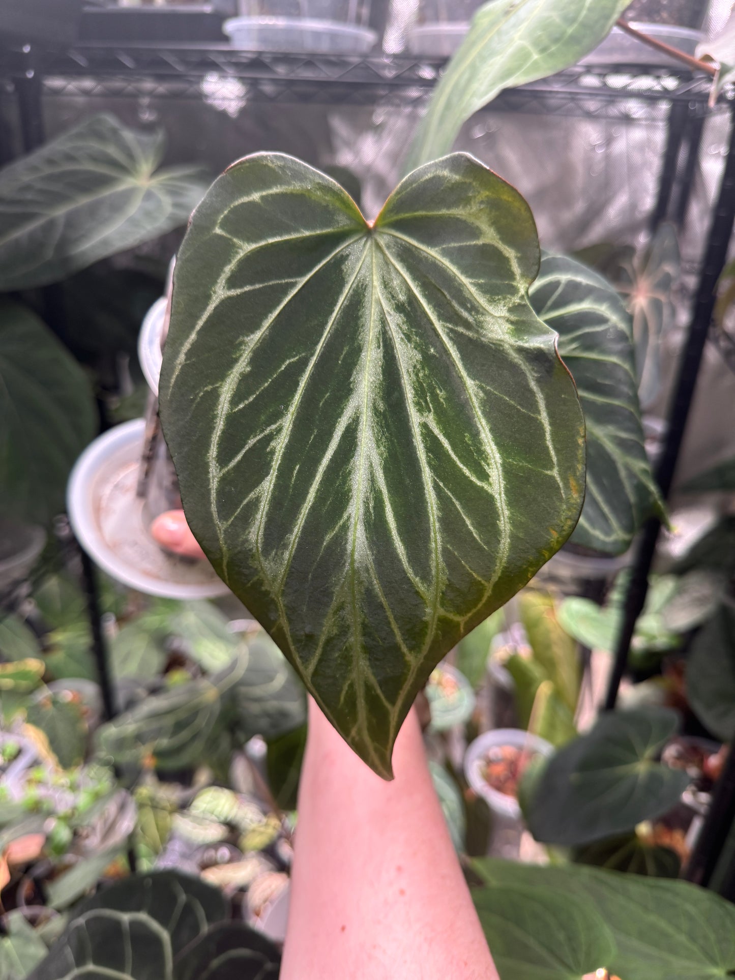 Anthurium HU / KOS 'Butterfly'