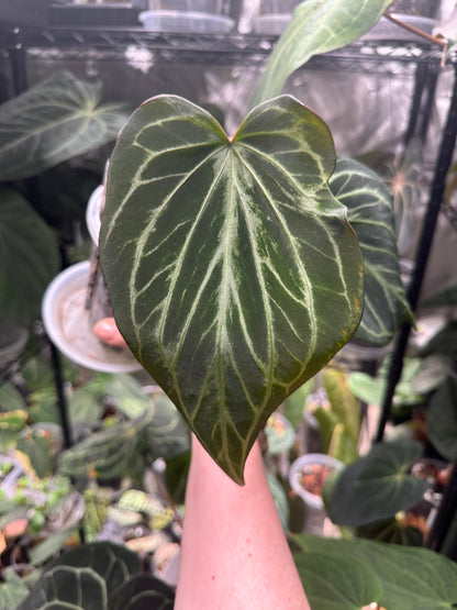 Anthurium HU / KOS 'Butterfly'