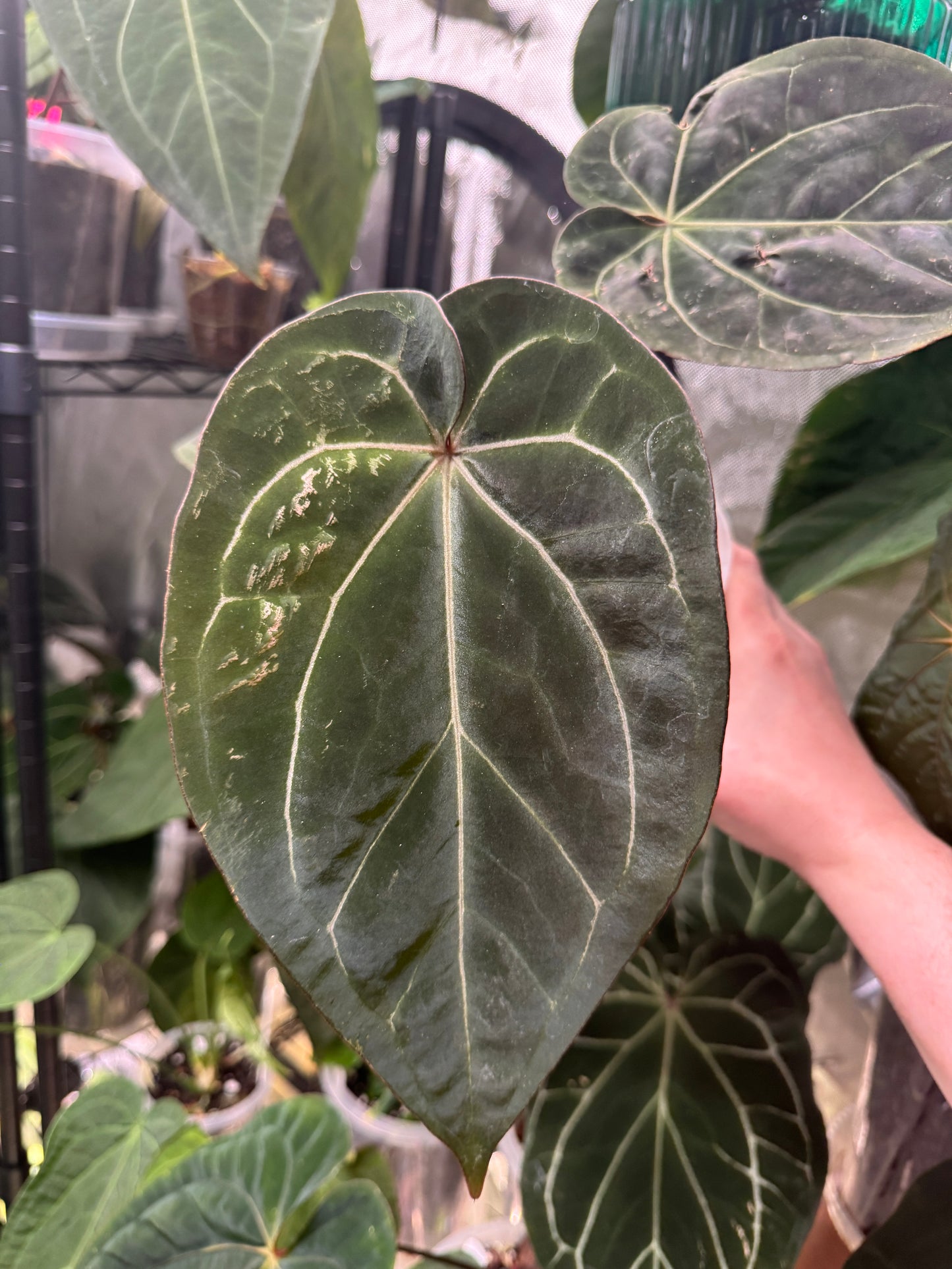 Anthurium Carlablackiae x ('Black Widow' x 'Michelle')