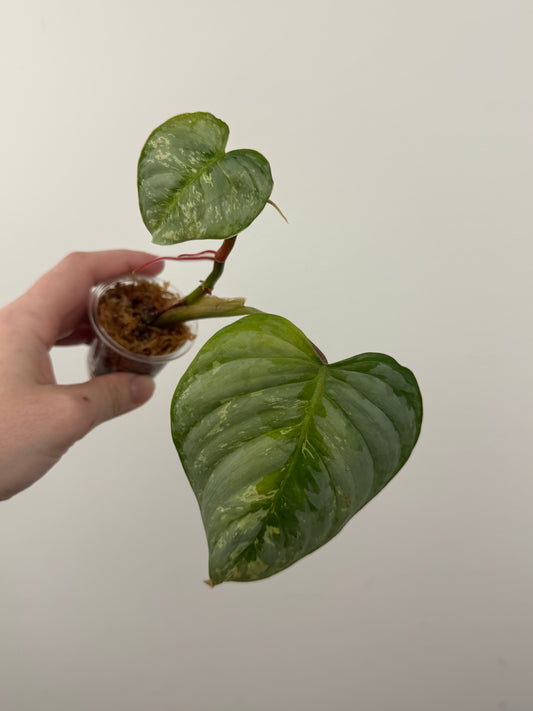 Philodendron Sodiroi Variegated