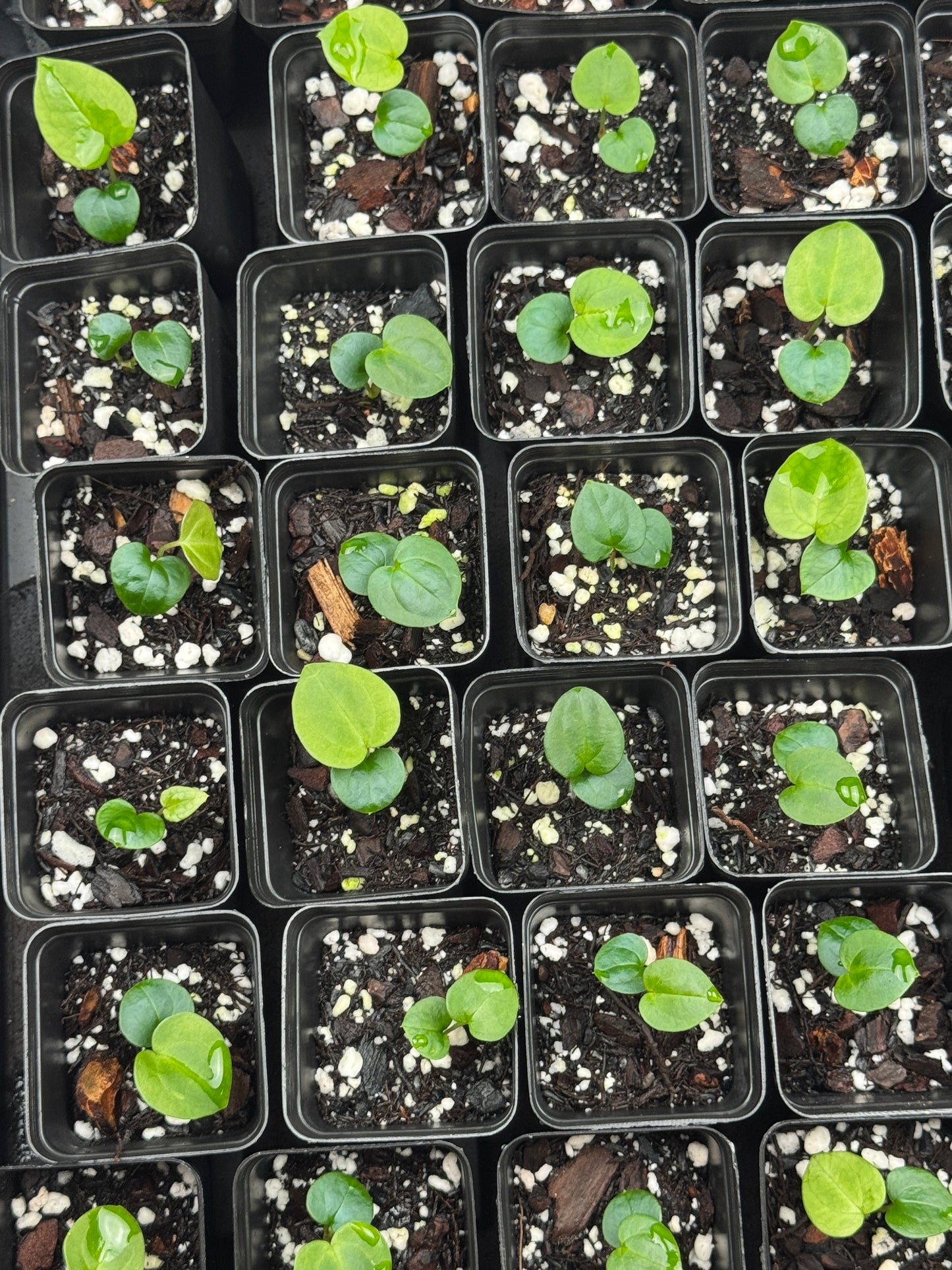 Anthurium ['Antioqua' x (Carlablackiae x Besseae AFF)] x (RVDP x Kunayalense) *GC SEEDLINGS