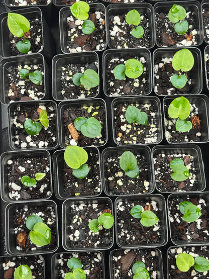 Anthurium ['Antioqua' x (Carlablackiae x Besseae AFF)] x (RVDP x Kunayalense) *GC SEEDLINGS