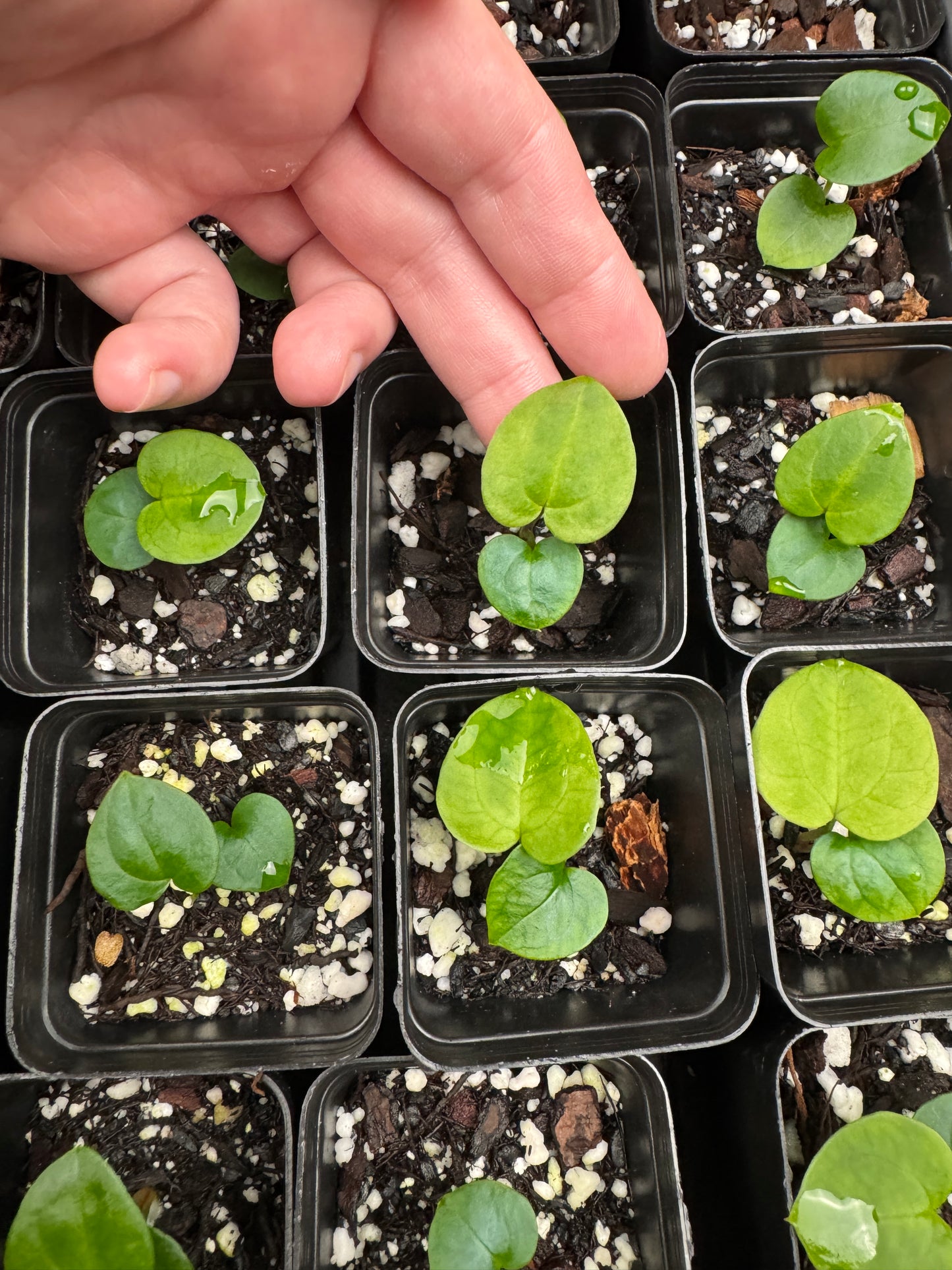 Anthurium ['Antioqua' x (Carlablackiae x Besseae AFF)] x (RVDP x Kunayalense) *GC SEEDLINGS