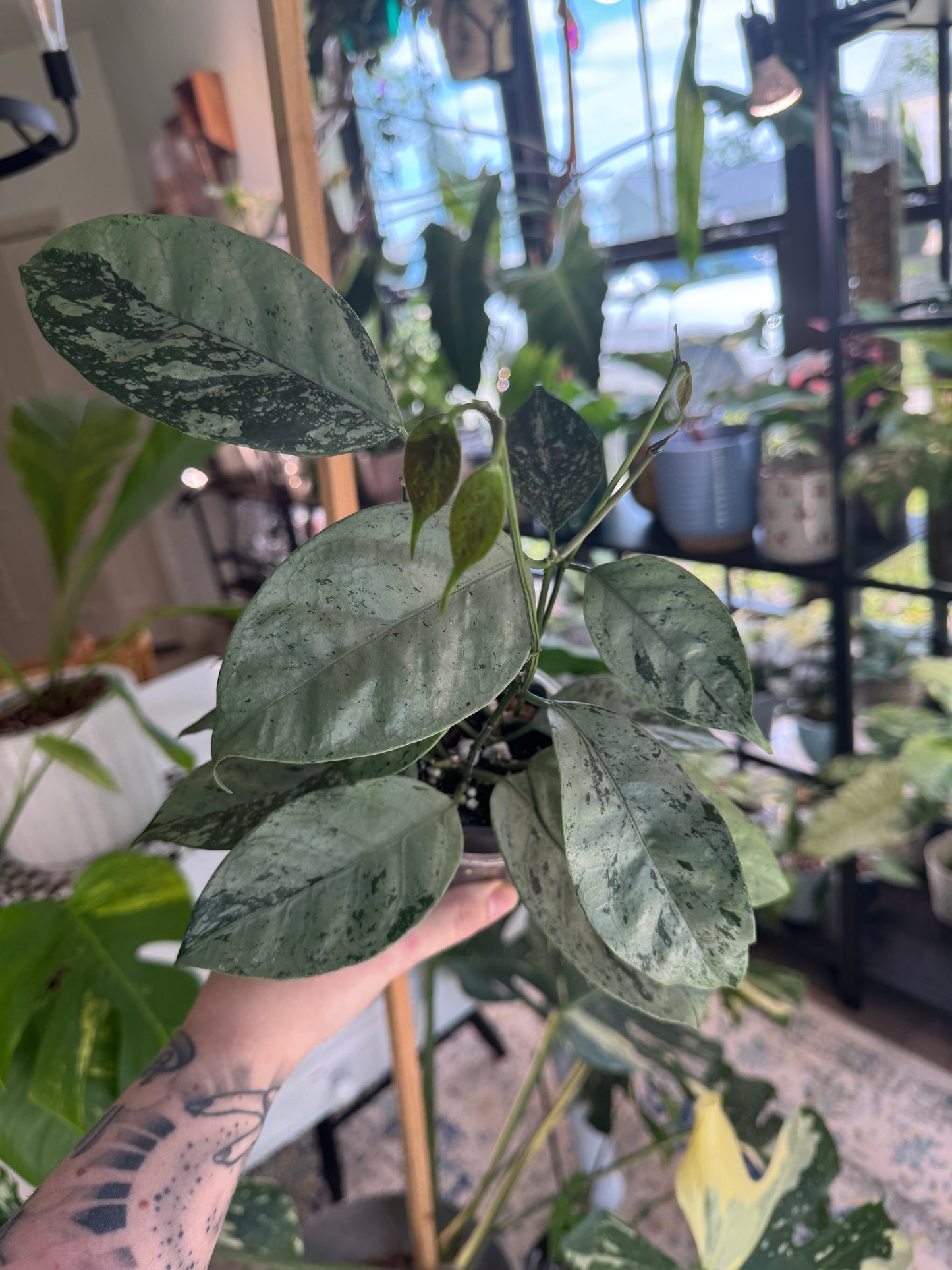 Hoya Coriacea Silver (very high silver mother plant)