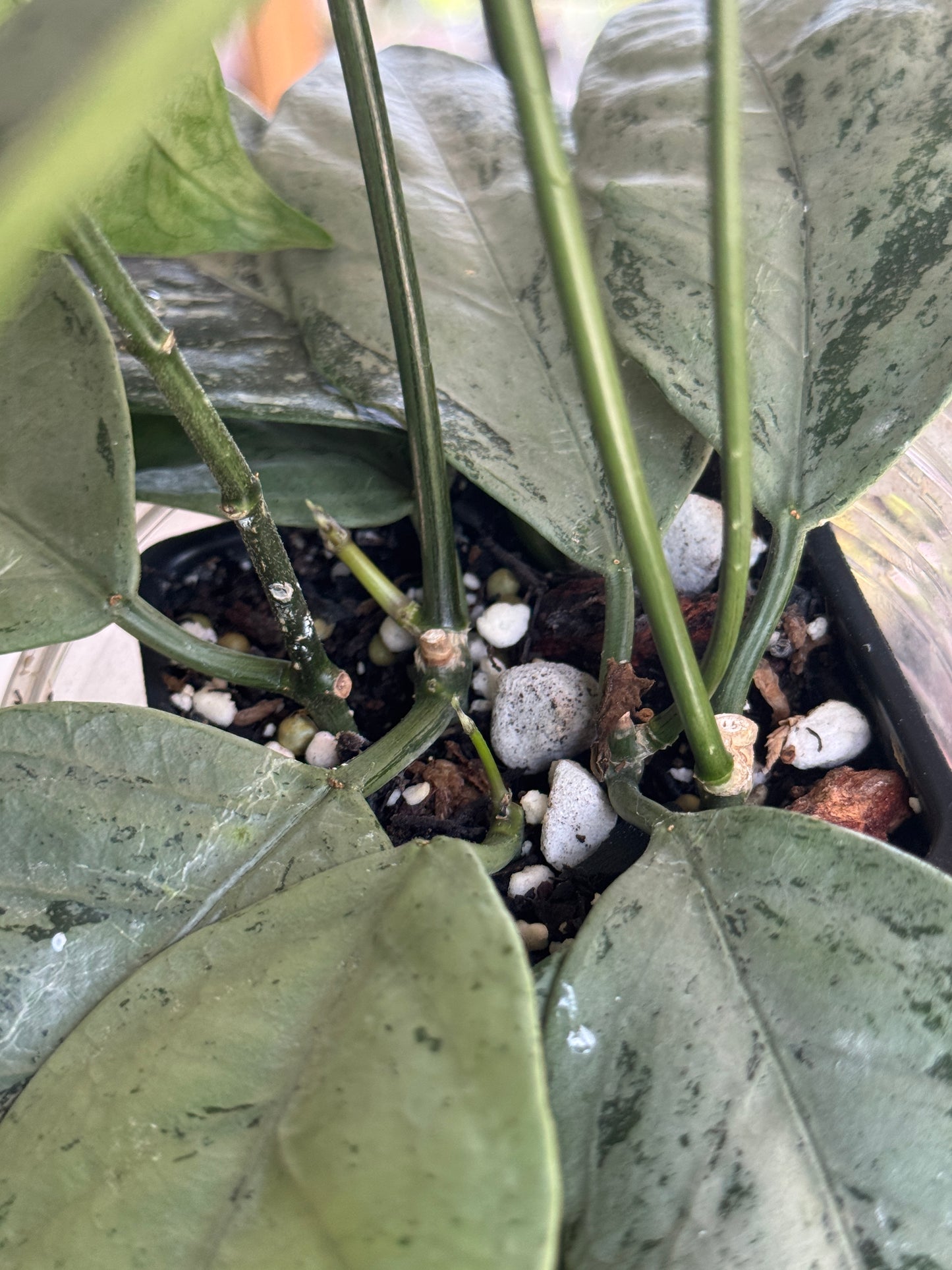 Hoya Coriacea Silver (very high silver mother plant)
