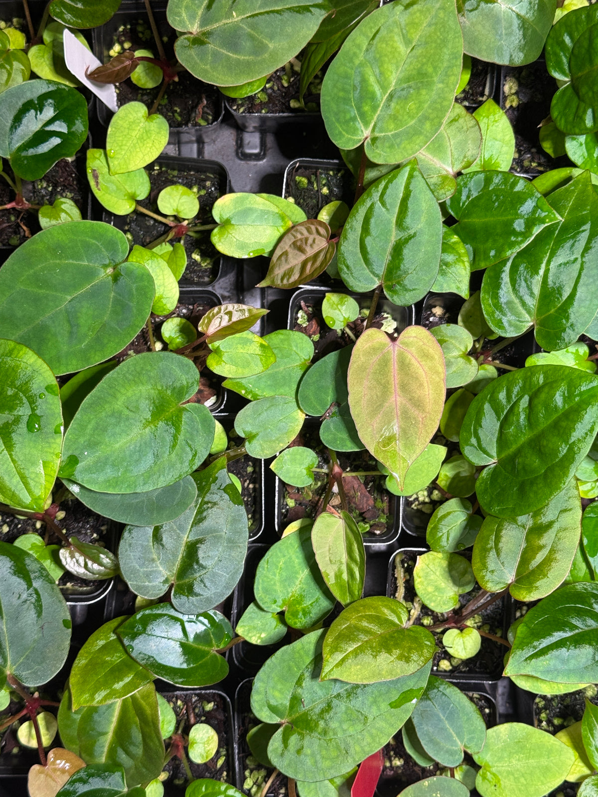 Anthurium ['Antioqua' x (Carla x Bess)] x (RVDP x Kuna) *GC SEEDLINGS