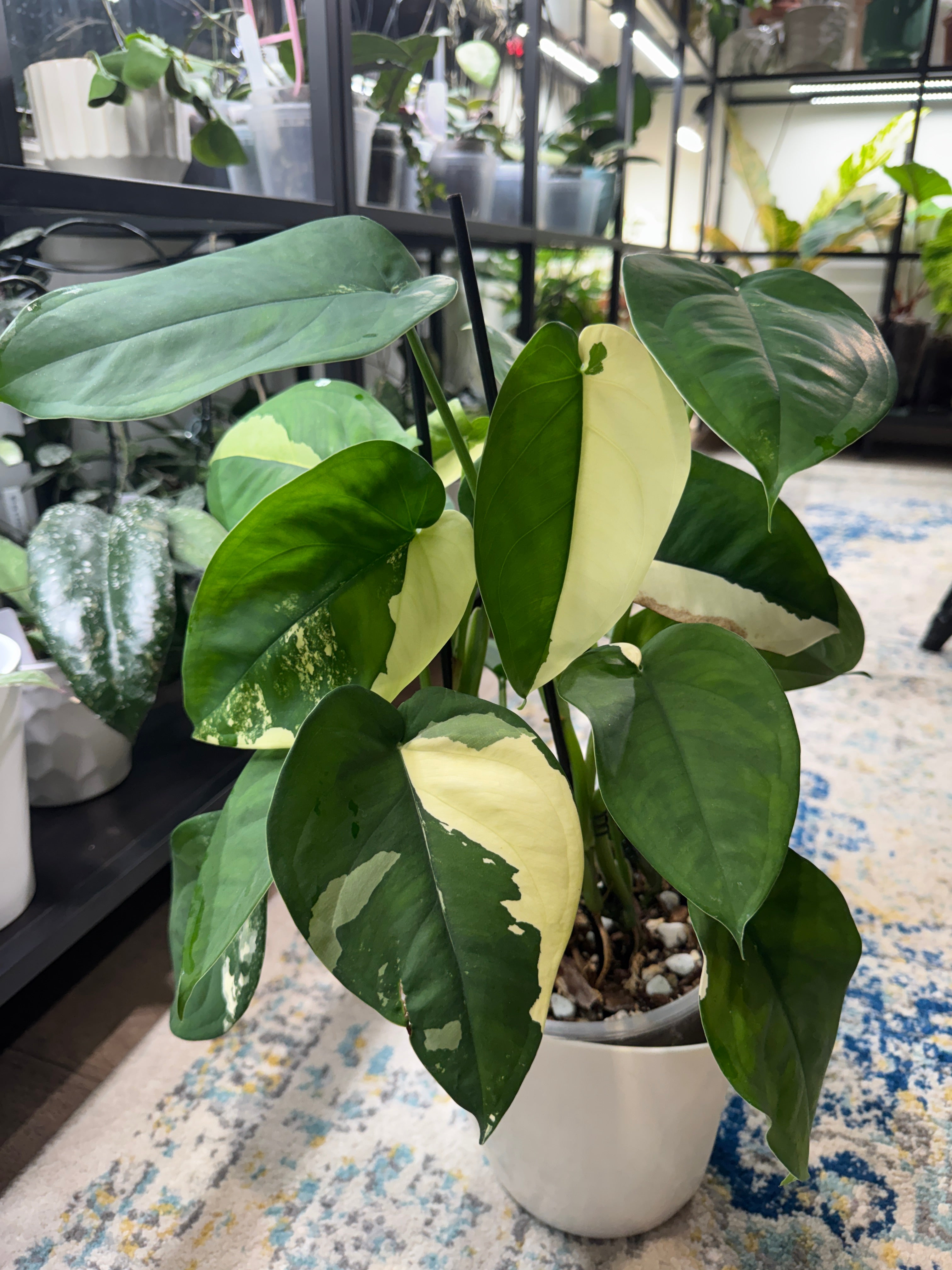 Syngonium Chiapense Albo Variegated