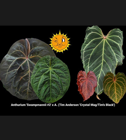 Anthurium 'Swampmanii' #2 x 'Tim's Black'