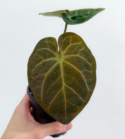 Anthurium Hoffmanii x 'Michelle'