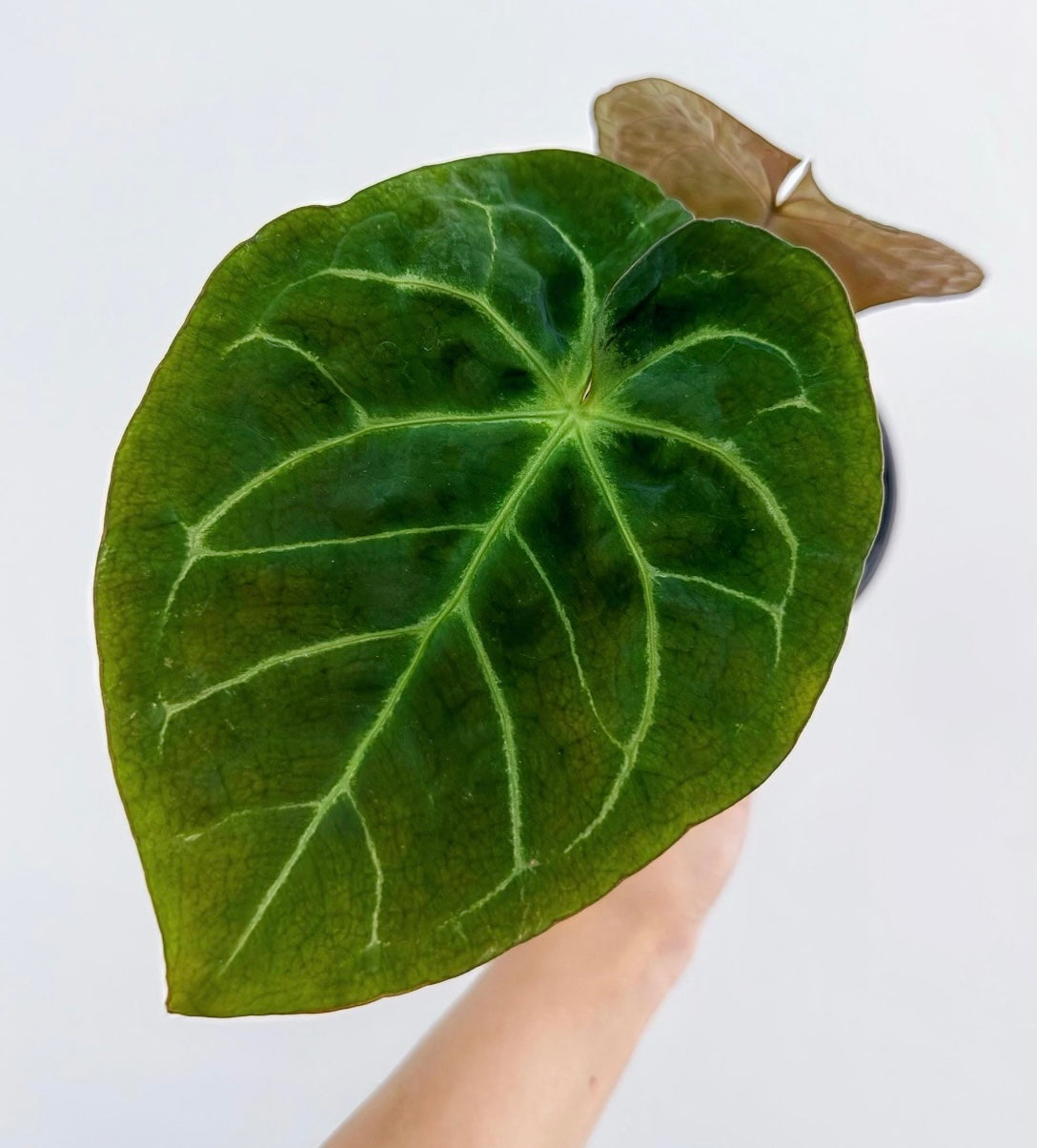 Anthurium Hoffmanii x 'Michelle'