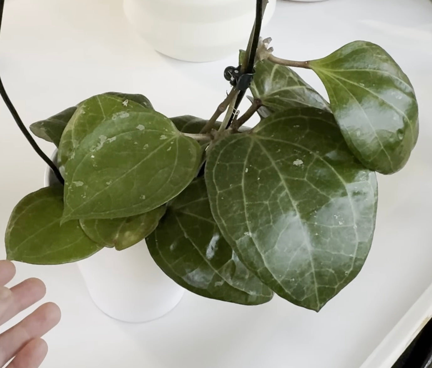 Hoya Latifolia 'Sarawak' Cream (A)