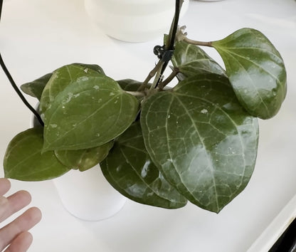 Hoya Latifolia 'Sarawak' Cream (A)