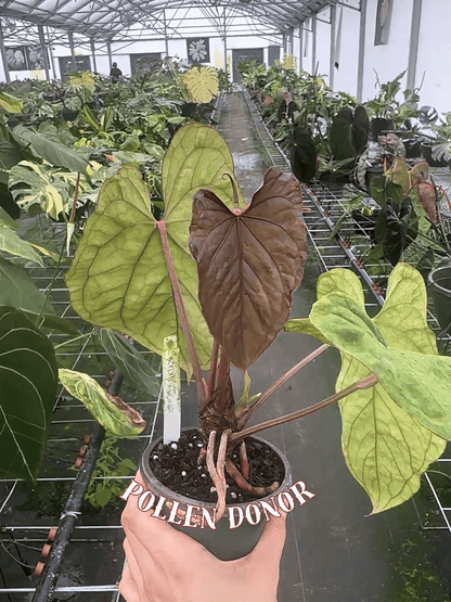 Anthurium ['Antioqua' x (Carlablackiae x Besseae AFF)] x (RVDP x Kunayalense)