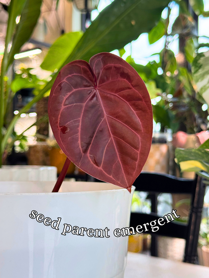Anthurium ['Antioqua' x (Carlablackiae x Besseae AFF)] x (RVDP x Kunayalense) *GC SEEDLINGS