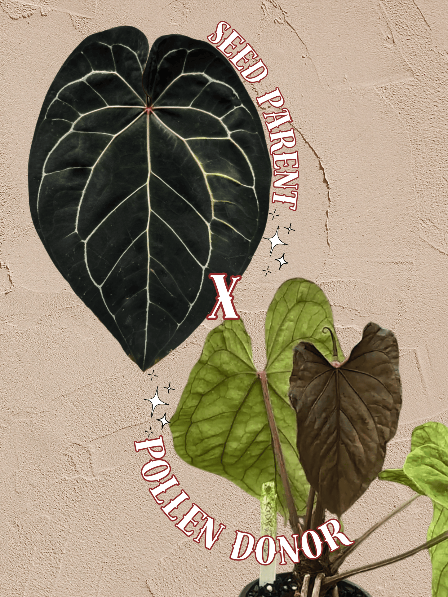 Anthurium ['Antioqua' x (Carlablackiae x Besseae AFF)] x (RVDP x Kunayalense) *GC SEEDLINGS
