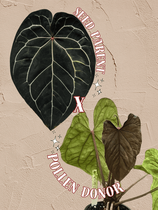 Anthurium ['Antioqua' x (Carlablackiae x Besseae AFF)] x (RVDP x Kunayalense) *GC SEEDLINGS