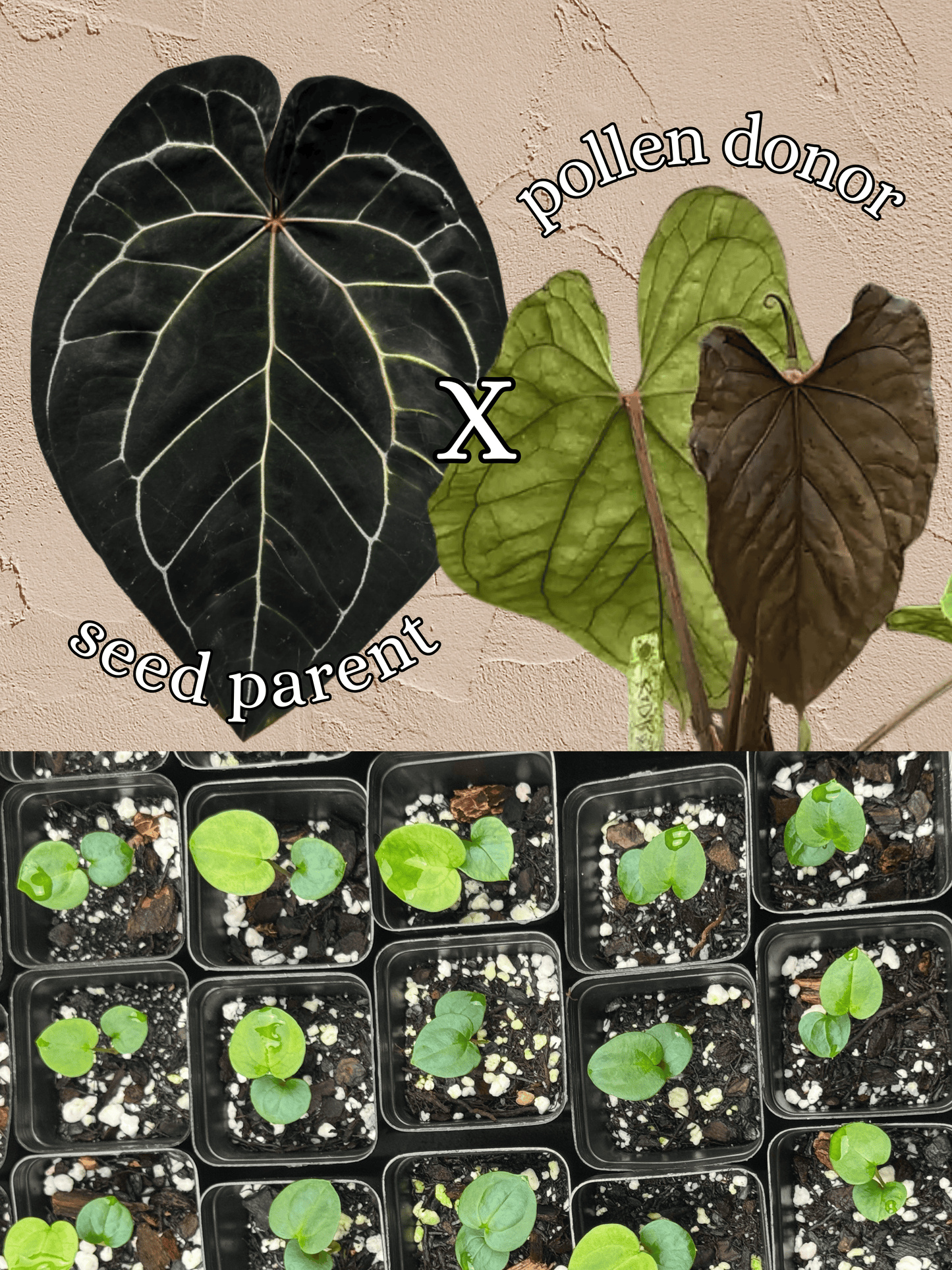 Anthurium ['Antioqua' x (Carlablackiae x Besseae AFF)] x (RVDP x Kunayalense) *GC SEEDLINGS