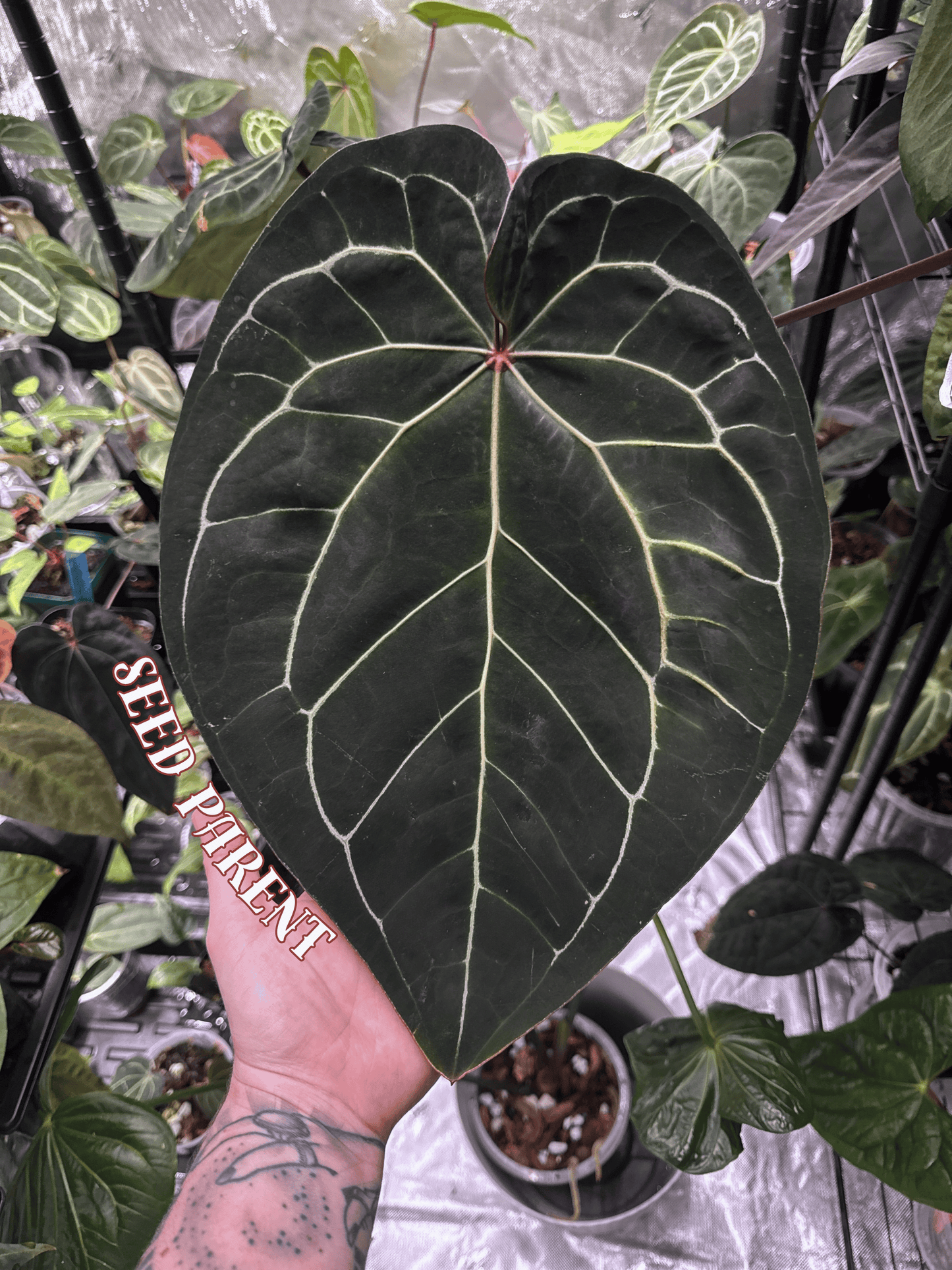 Anthurium ['Antioqua' x (Carlablackiae x Besseae AFF)] x (RVDP x Kunayalense)
