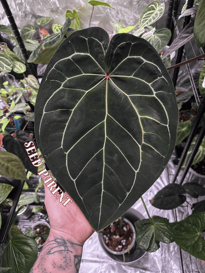 Anthurium ['Antioqua' x (Carlablackiae x Besseae AFF)] x (RVDP x Kunayalense)