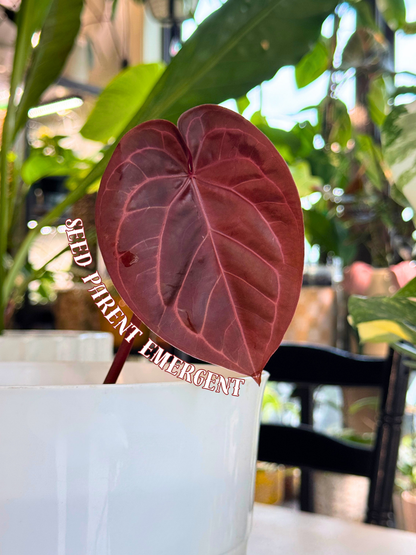 Anthurium ['Antioqua' x (Carlablackiae x Besseae AFF)] x (RVDP x Kunayalense)