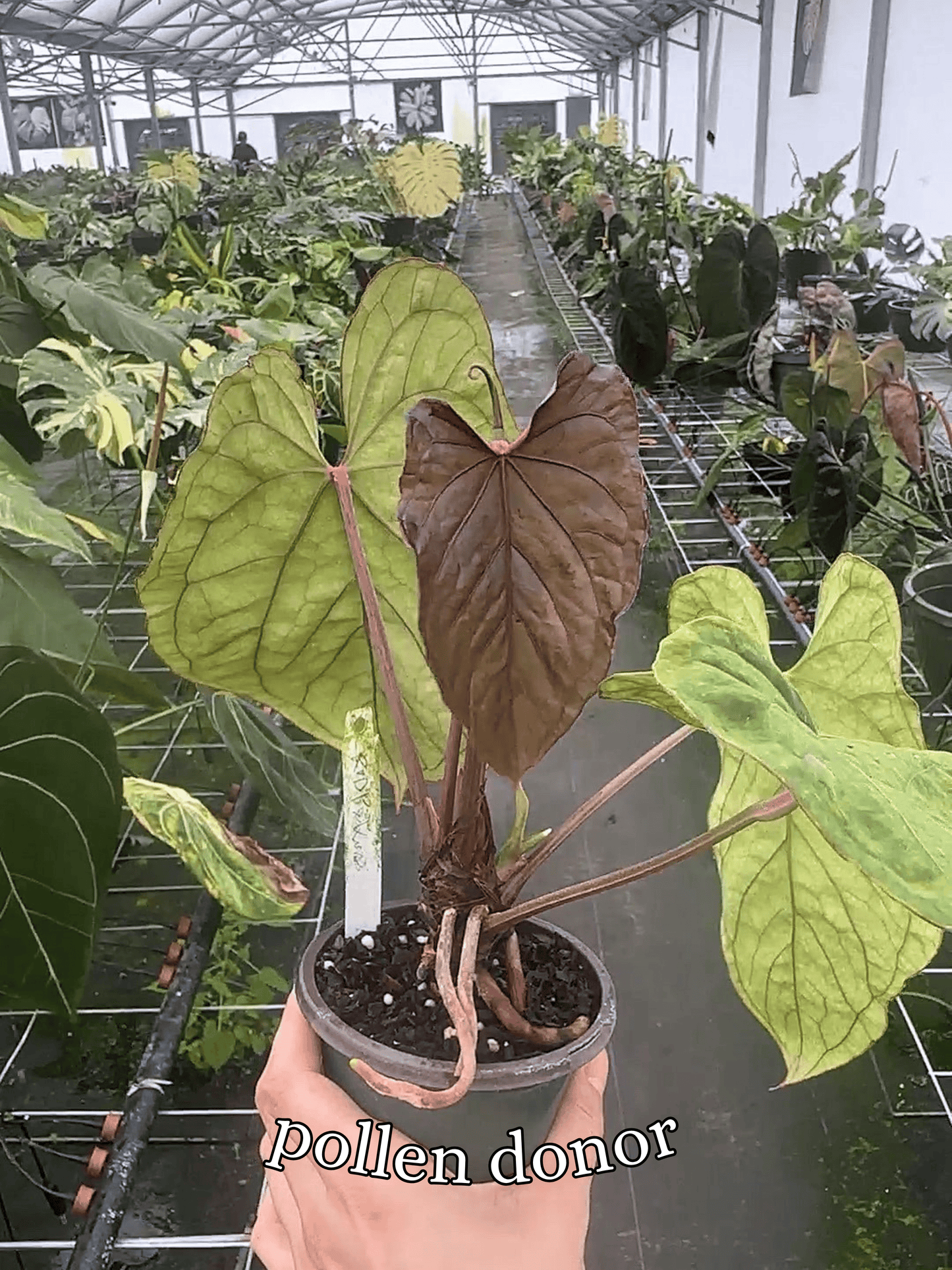 Anthurium ['Antioqua' x (Carlablackiae x Besseae AFF)] x (RVDP x Kunayalense) *GC SEEDLINGS