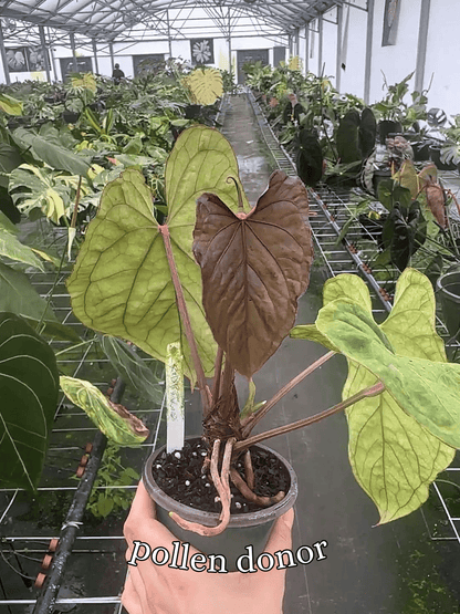 Anthurium ['Antioqua' x (Carlablackiae x Besseae AFF)] x (RVDP x Kunayalense) *GC SEEDLINGS