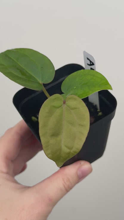 Anthurium ['Antioqua' x (Carlablackiae x Besseae AFF)] x (RVDP x Kunayalense)
