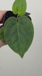 A14 Anthurium ['Antioqua' x (Carla x Bess)] x (RVDP x Kuna)