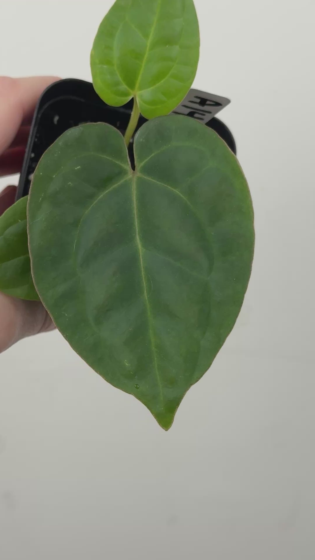 A14 Anthurium ['Antioqua' x (Carla x Bess)] x (RVDP x Kuna)