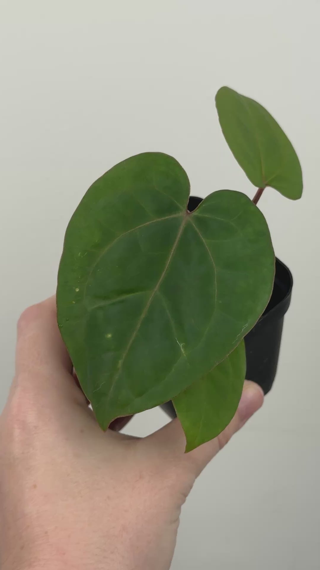A1 Anthurium ['Antioqua' x (Carla x Bess)] x (RVDP x Kuna)
