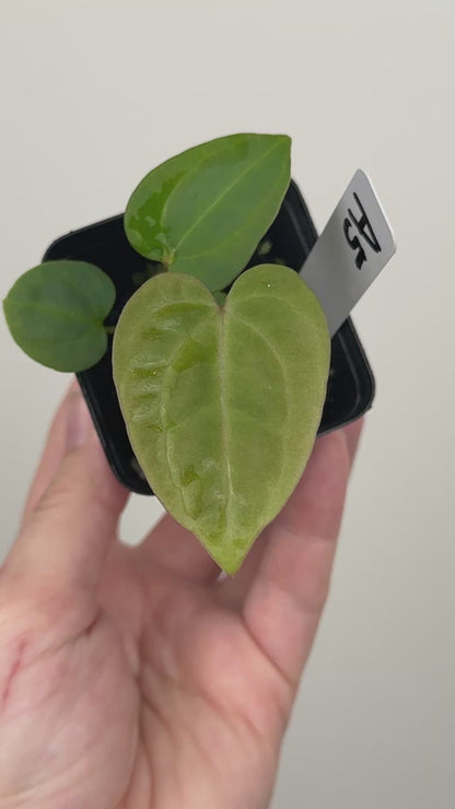 Anthurium ['Antioqua' x (Carlablackiae x Besseae AFF)] x (RVDP x Kunayalense)