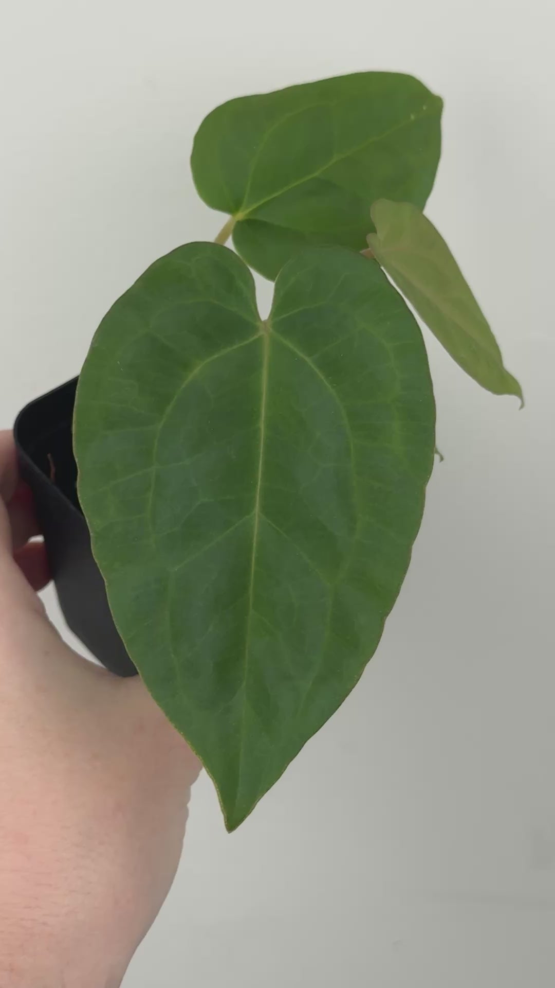 A2 Anthurium ['Antioqua' x (Carla x Bess)] x (RVDP x Kuna)