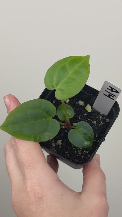 Anthurium ['Antioqua' x (Carlablackiae x Besseae AFF)] x (RVDP x Kunayalense)