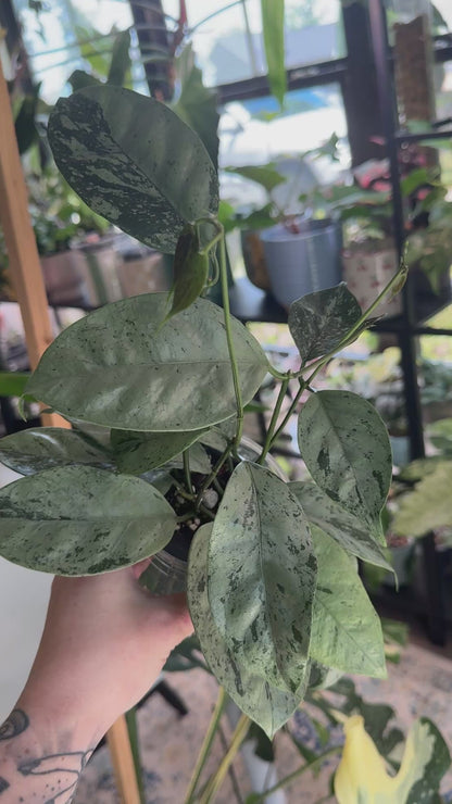 Hoya Coriacea Silver (very high silver mother plant)