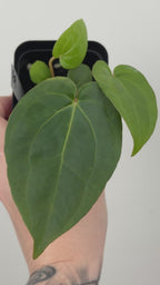 A9 Anthurium ['Antioqua' x (Carla x Bess)] x (RVDP x Kuna)