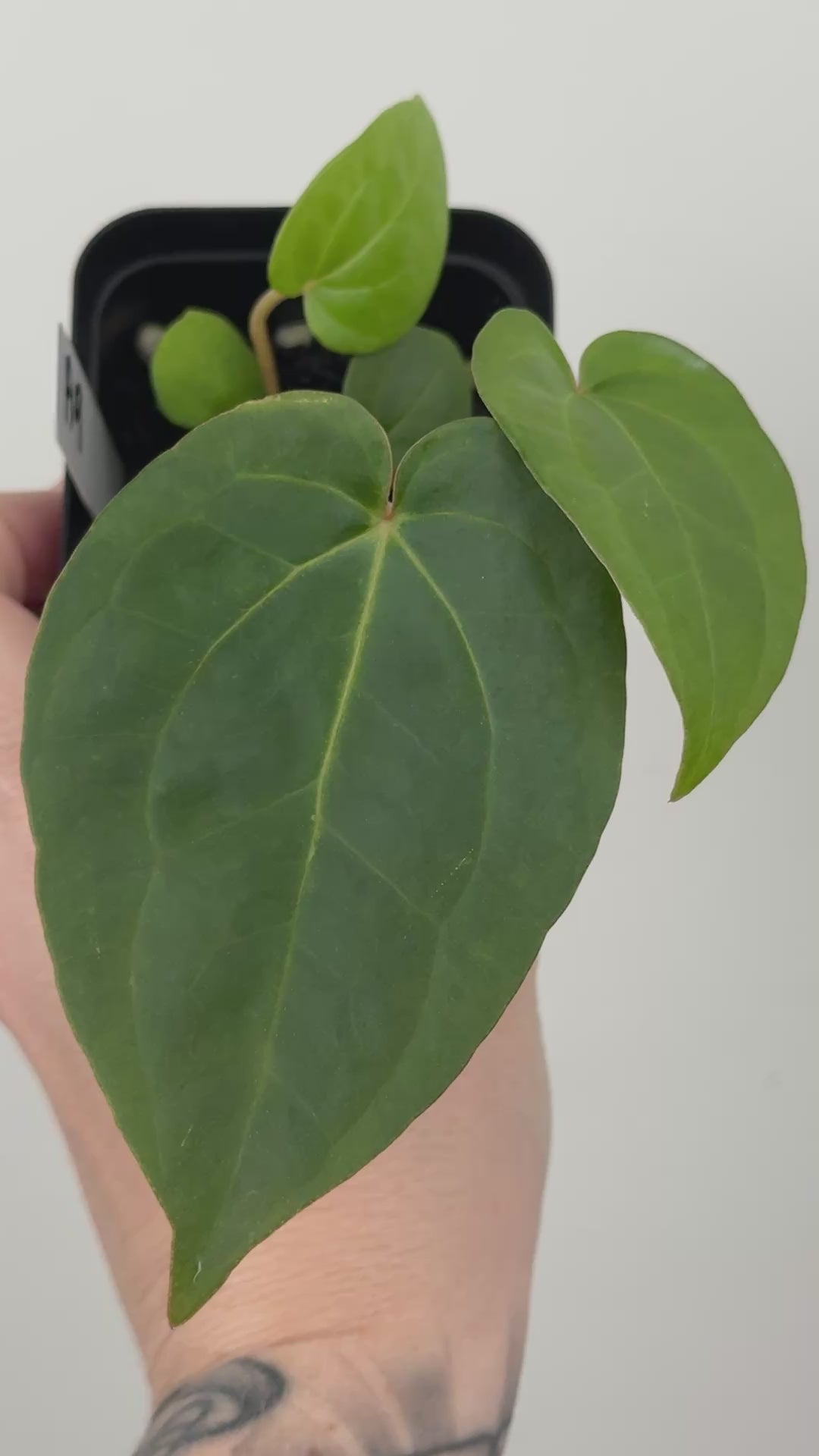 A9 Anthurium ['Antioqua' x (Carla x Bess)] x (RVDP x Kuna)
