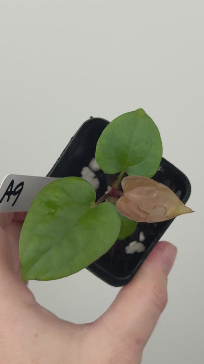 Anthurium ['Antioqua' x (Carlablackiae x Besseae AFF)] x (RVDP x Kunayalense)