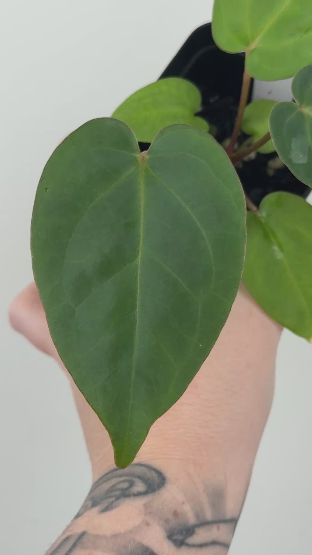 A7 Anthurium ['Antioqua' x (Carla x Bess)] x (RVDP x Kuna)