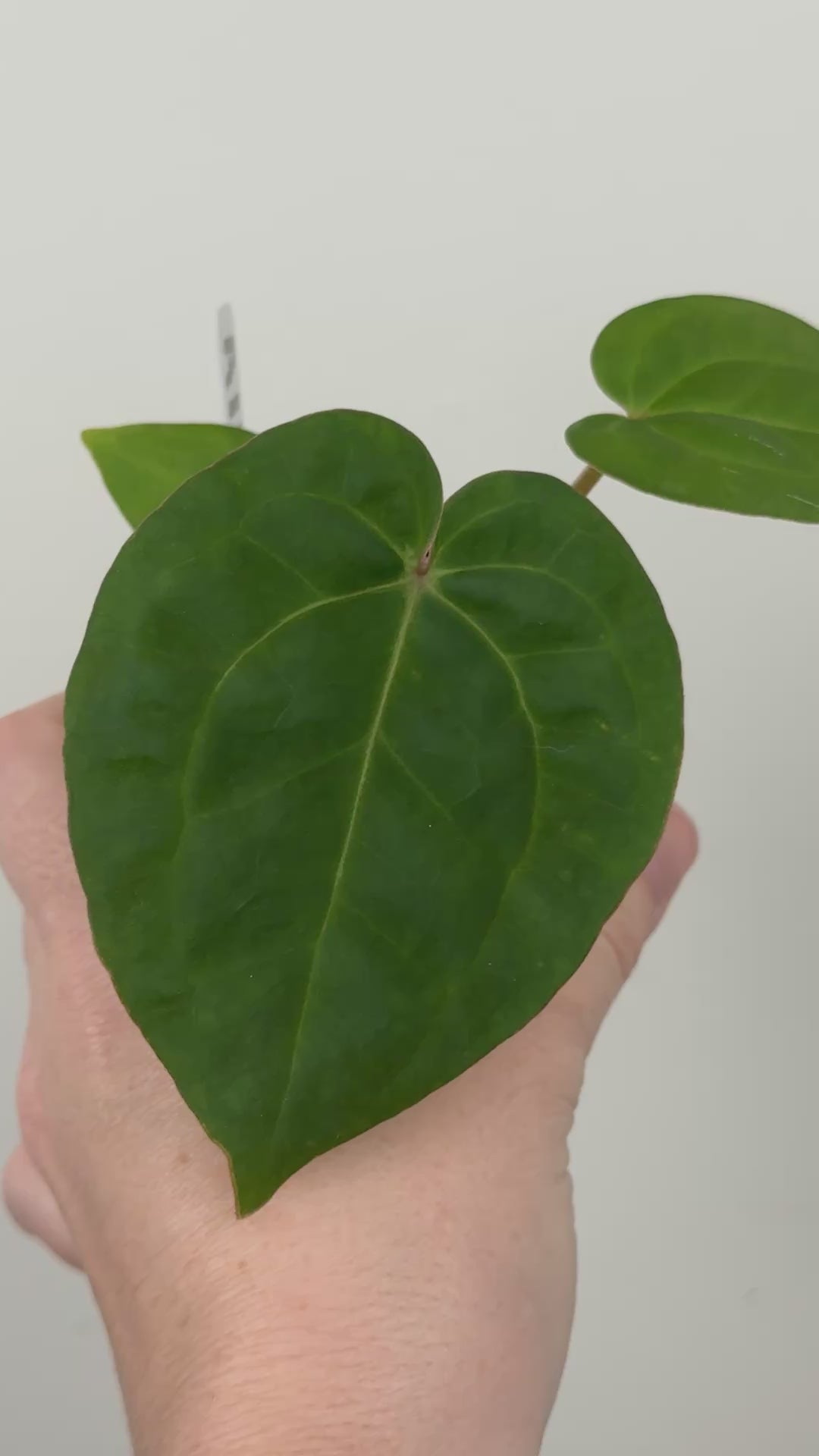 A11 Anthurium ['Antioqua' x (Carla x Bess)] x (RVDP x Kuna)