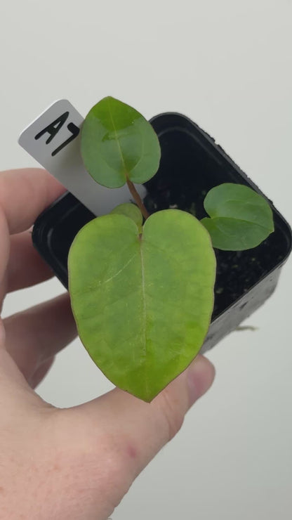Anthurium ['Antioqua' x (Carlablackiae x Besseae AFF)] x (RVDP x Kunayalense)